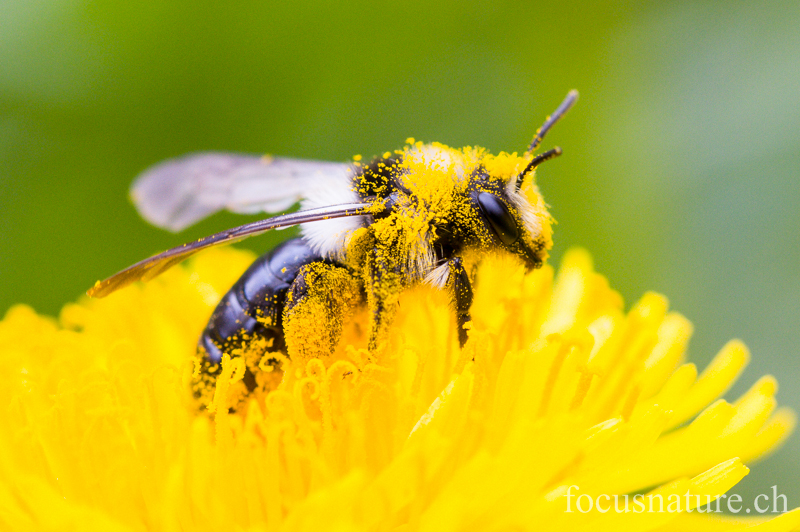 Abeille 5318.jpg - Abeille (Ermitage, Genève, avril 2012)